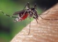 Jak skutecznie odstraszyć komary?