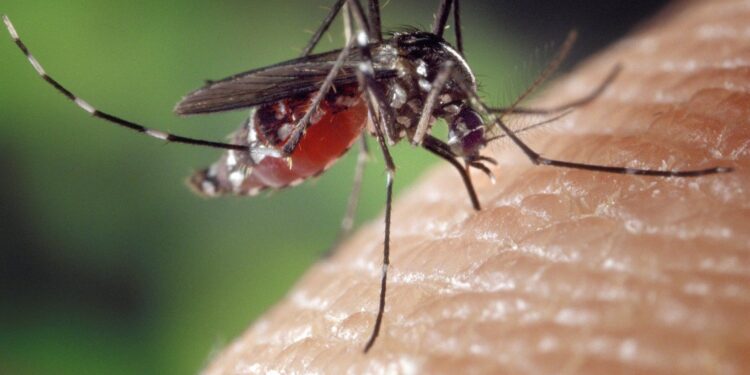 Jak skutecznie odstraszyć komary?