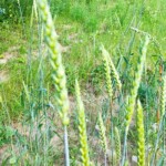 Na zdjęciu: pszenica „sandomierka” / Fot. Grzegorz Świtalski - prezes Fundacji Sandomierka