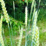 Na zdjęciu: pszenica „sandomierka” / Fot. Grzegorz Świtalski - prezes Fundacji Sandomierka