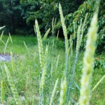 Na zdjęciu: pszenica „sandomierka” / Fot. Grzegorz Świtalski - prezes Fundacji Sandomierka