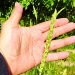 Na zdjęciu: pszenica „sandomierka” / Fot. Grzegorz Świtalski - prezes Fundacji Sandomierka