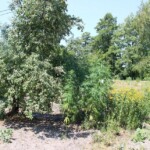 30.06.2022. Rytwiany. Plantacja konopi indyjskiej