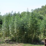 30.06.2022. Rytwiany. Plantacja konopi indyjskiej