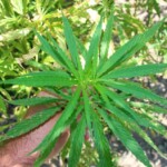 30.06.2022. Rytwiany. Plantacja konopi indyjskiej