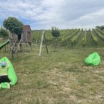 18.06.2022. Kamień Łukawski. Piknik Kwitnącej Winorośli / Fot. Grażyna Szlęzak - Radio Kielce