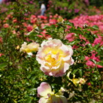 26.06.2022. Kielce. Ogród botaniczny. III Festiwal Róż