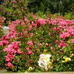 26.06.2022. Kielce. Ogród botaniczny. III Festiwal Róż