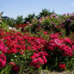 26.06.2022. Kielce. Ogród botaniczny. III Festiwal Róż