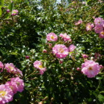 26.06.2022. Kielce. Ogród botaniczny. III Festiwal Róż