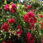 26.06.2022. Kielce. Ogród botaniczny. III Festiwal Róż