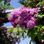 26.06.2022. Kielce. Ogród botaniczny. III Festiwal Róż