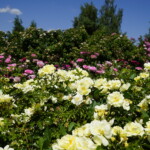 26.06.2022. Kielce. Ogród botaniczny. III Festiwal Róż