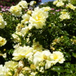 26.06.2022. Kielce. Ogród botaniczny. III Festiwal Róż