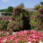 26.06.2022. Kielce. Ogród botaniczny. III Festiwal Róż