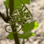 28.06.2022. Sandomierz. Winnica przy katedrze / Fot. Grażyna Szlęzak - Radio Kielce