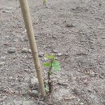 28.06.2022. Sandomierz. Winnica przy katedrze / Fot. Grażyna Szlęzak - Radio Kielce