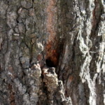 27.06.2022. Kazimierza Wielka. Lipa uszkodzona przez wandala