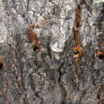 27.06.2022. Kazimierza Wielka. Lipa uszkodzona przez wandala