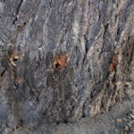 27.06.2022. Kazimierza Wielka. Lipa uszkodzona przez wandala