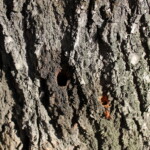 27.06.2022. Kazimierza Wielka. Lipa uszkodzona przez wandala