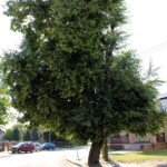 27.06.2022. Kazimierza Wielka. Lipa uszkodzona przez wandala