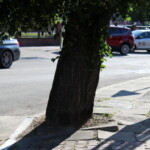 27.06.2022. Kazimierza Wielka. Lipa uszkodzona przez wandala