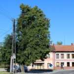 27.06.2022. Kazimierza Wielka. Lipa uszkodzona przez wandala