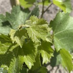 28.06.2022. Sandomierz. Winnica przy katedrze / Fot. Grażyna Szlęzak - Radio Kielce