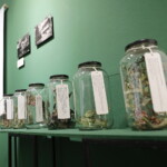 24.06.2022. Kielce. Instytut Dizajnu. Wystawa "Alina Scholtz. Pionierka architektury krajobrazu" / Fot. Wiktor Taszłow - Radio Kielce