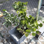 19.06.2022. Jędrzejów. Charytatywny turniej piłki nożnej dla 2,5-letniej Antosi Czarneckiej / Fot. Wiktor Taszłow - Radio Kielce