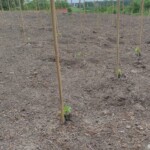 28.06.2022. Sandomierz. Winnica przy katedrze / Fot. Grażyna Szlęzak - Radio Kielce