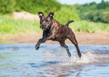 Pies rasy Amstaff / Radio Olsztyn