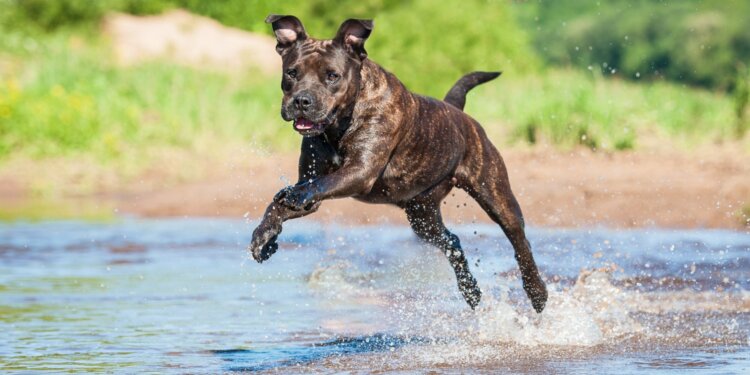 Pies rasy Amstaff / Radio Olsztyn