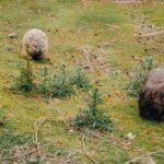 Australia / Julia i Sam Gospo