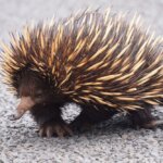 Australia / Julia i Sam Gospo