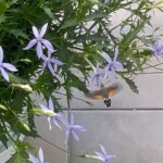 Na zdjęciu: motyl fruczak gołąbek / Radio Kielce