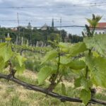 04.06.2022. Sandomierz. Winnica ojców dominikanów / Grażyna Szlęzak / Radio Kielce