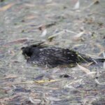 Padłe ptaki należy zgłaszać w inspektoracie weterynaryjnym