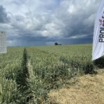 21.06.2022. Jałowęsy. Dni Pola / Fot. Emilia Sitarska