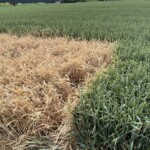 21.06.2022. Jałowęsy. Dni Pola / Fot. Emilia Sitarska