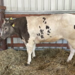 XV Wystawa Zwierząt Hodowlanych - Radio Kielce 26.06.2022. Modliszewice. XV Wystawa Zwierząt Hodowlanych i Dni Otwarte w Świętokrzyskim Ośrodku Doradztwa Rolniczego / Fot. Anna Głąb - Radio Kielce