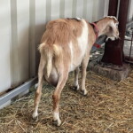 XV Wystawa Zwierząt Hodowlanych - Radio Kielce 26.06.2022. Modliszewice. XV Wystawa Zwierząt Hodowlanych i Dni Otwarte w Świętokrzyskim Ośrodku Doradztwa Rolniczego / Fot. Anna Głąb - Radio Kielce