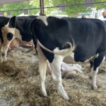 XV Wystawa Zwierząt Hodowlanych - Radio Kielce 26.06.2022. Modliszewice. XV Wystawa Zwierząt Hodowlanych i Dni Otwarte w Świętokrzyskim Ośrodku Doradztwa Rolniczego / Fot. Anna Głąb - Radio Kielce