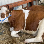 XV Wystawa Zwierząt Hodowlanych - Radio Kielce 26.06.2022. Modliszewice. XV Wystawa Zwierząt Hodowlanych i Dni Otwarte w Świętokrzyskim Ośrodku Doradztwa Rolniczego / Fot. Anna Głąb - Radio Kielce