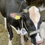 XV Wystawa Zwierząt Hodowlanych - Radio Kielce 26.06.2022. Modliszewice. XV Wystawa Zwierząt Hodowlanych i Dni Otwarte w Świętokrzyskim Ośrodku Doradztwa Rolniczego / Fot. Anna Głąb - Radio Kielce