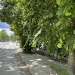 14.06.2022. Kielce. Ulica Częstochowska. Wytarta zebra oraz niewidoczny znak drogowy w pobliżu urzędu skarbowego / Jarosław Kubalski / Radio Kielce