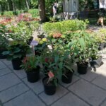 11.06.2022. Busko-Zdrój. Festiwal Kwiatów / Marta Gajda-Kruk / Radio Kielce