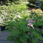 11.06.2022. Busko-Zdrój. Festiwal Kwiatów / Marta Gajda-Kruk / Radio Kielce