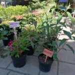 11.06.2022. Busko-Zdrój. Festiwal Kwiatów / Marta Gajda-Kruk / Radio Kielce